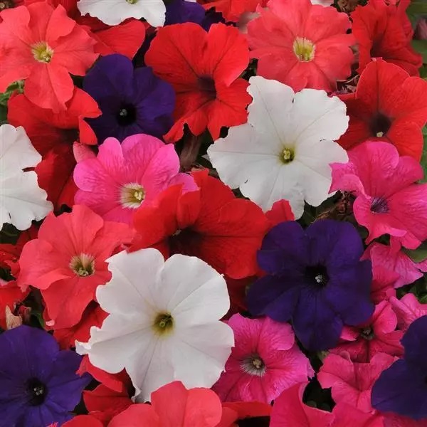 Petunia GrandifloraCompact GrowingPetunia Ez Rider Grandiflora Series F1 Formula MIX 20 semien